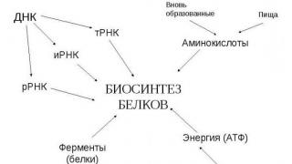 Рекомендации по решению заданий С5 (молекулярная биология)